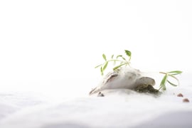 Cuisine régionale L'évo