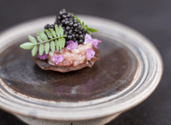 Hertog Jan at Botanic